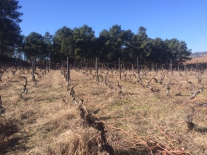 フォリアス・デ・バコ