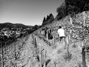 ピエール・ブルリエ