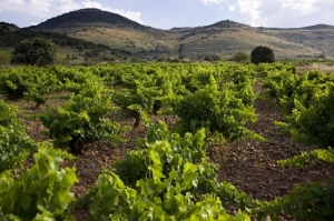 ボデガス・アラゴネサス