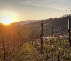 ドメーヌ・ド・モルランシュ