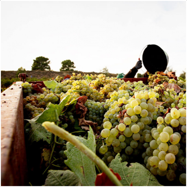 ベッラ　ミスターラ