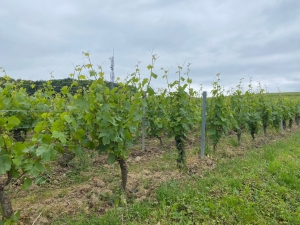 ドメーヌ・マルセル・クチュリエ